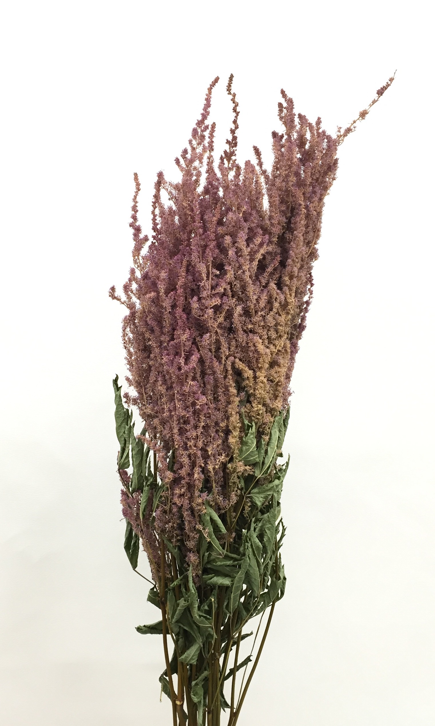 アスチルベ・千歳