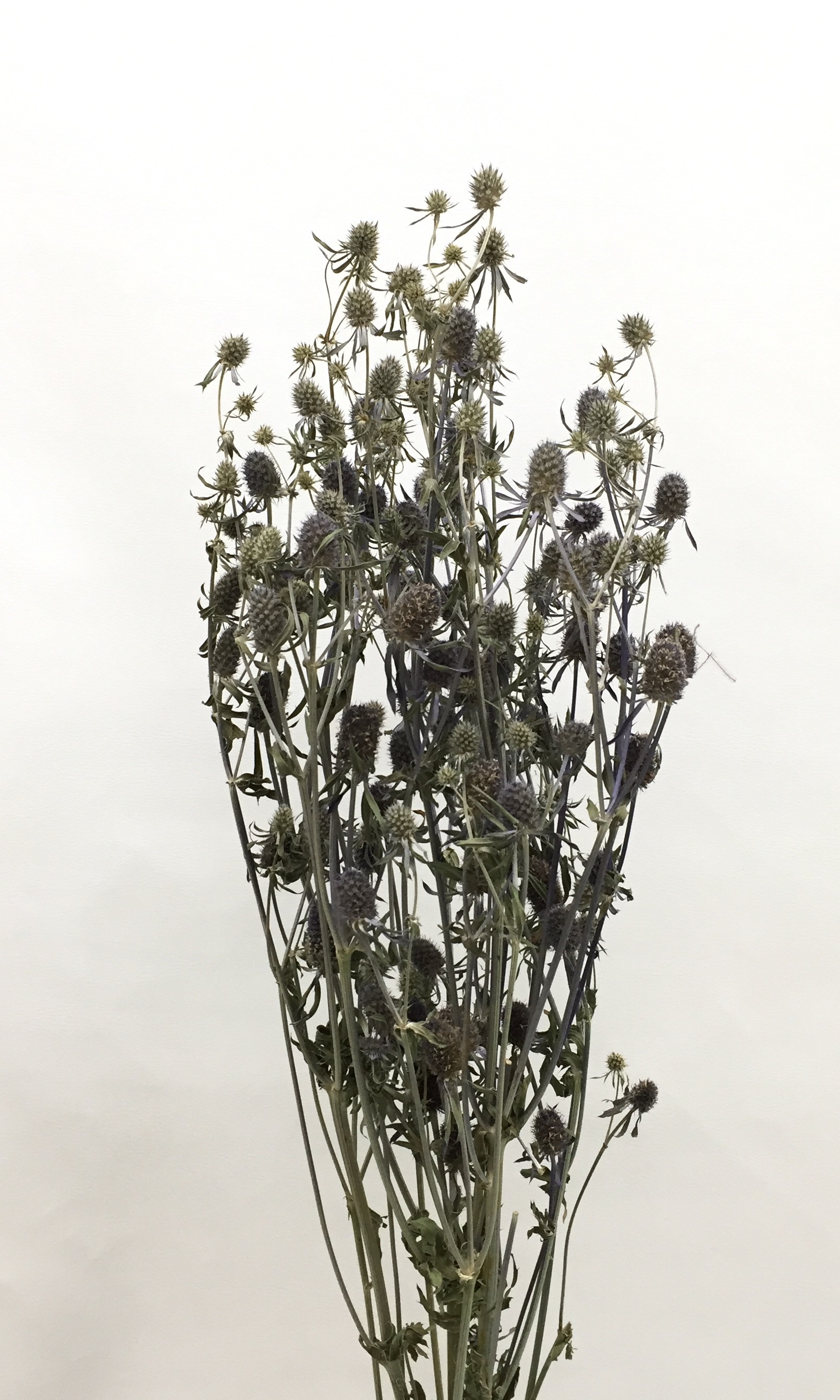 エリンジューム・ミニ・千歳