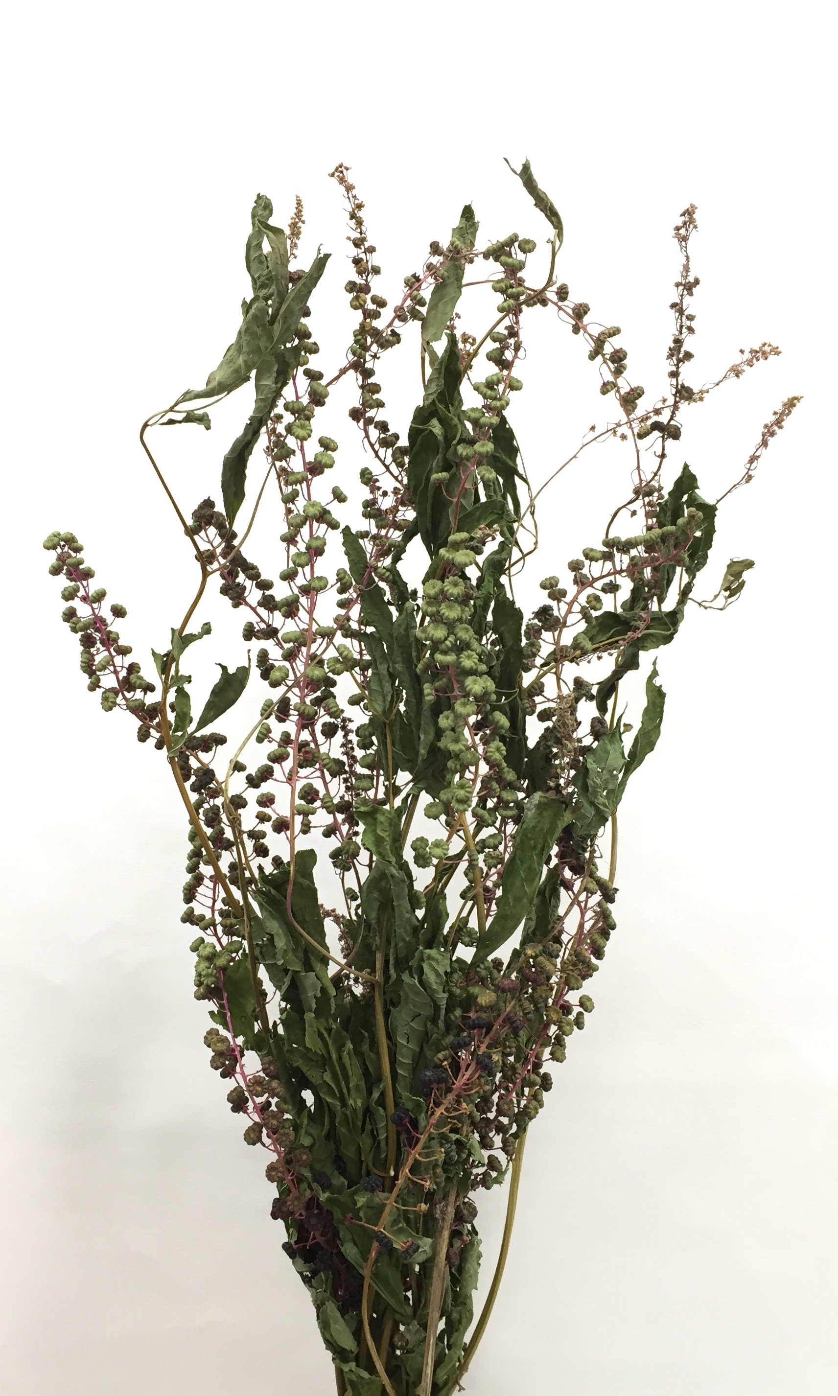 ヤマゴボウ・千歳