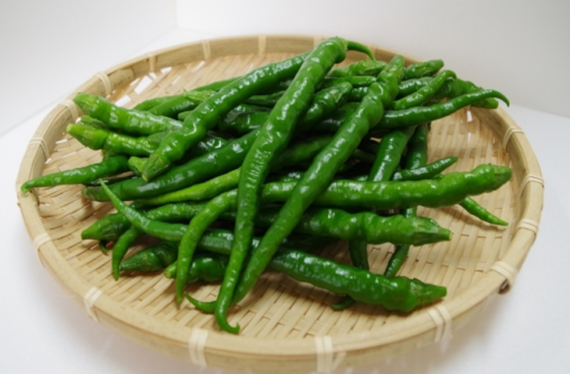 ※※※予約専用■クール便　みまから唐辛子（青生）500ｇ　/　8/1～31まで期間限定販売　/　クール便　/　※予約受付中