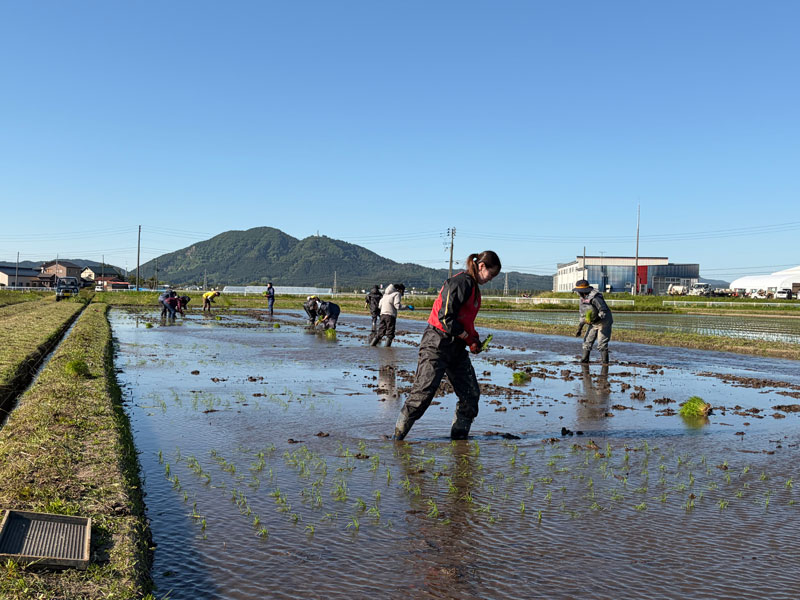 2026田植え