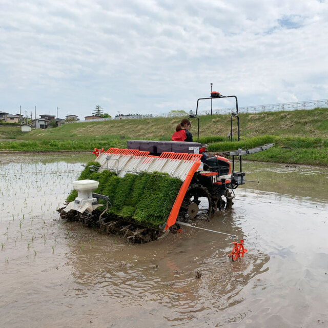 精米】秋田県産 あきたこまち 2合（300g） 令和5年産