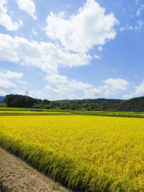 定期便】 青森県産 農家直送 まっしぐら 子どもに食べさせたいお