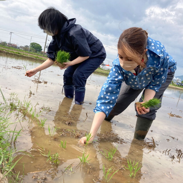 精米】秋田県産 めんこいな 10kg 古代米付き 令和7年産