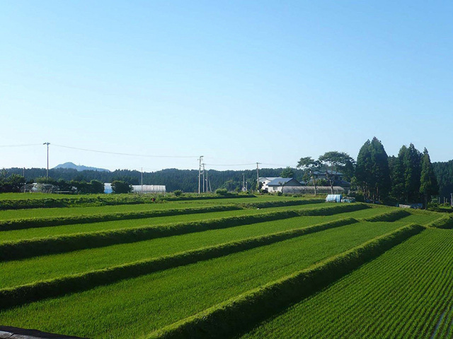 定期便】 青森県産 農家直送 まっしぐら 子どもに食べさせたいお