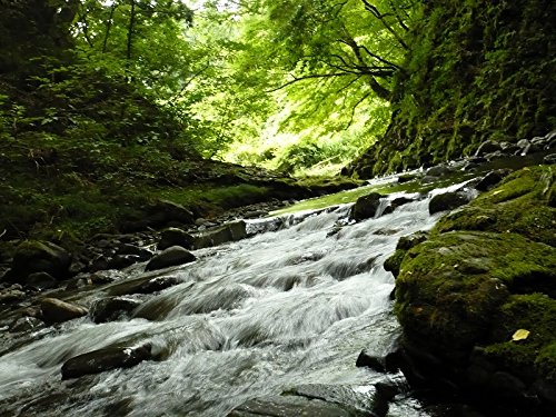 定期便】 青森県産 農家直送 まっしぐら 子どもに食べさせたいお