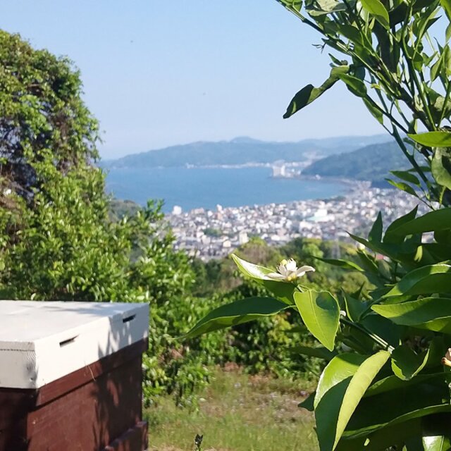 みかんの雫 パウチ定期便 2023年