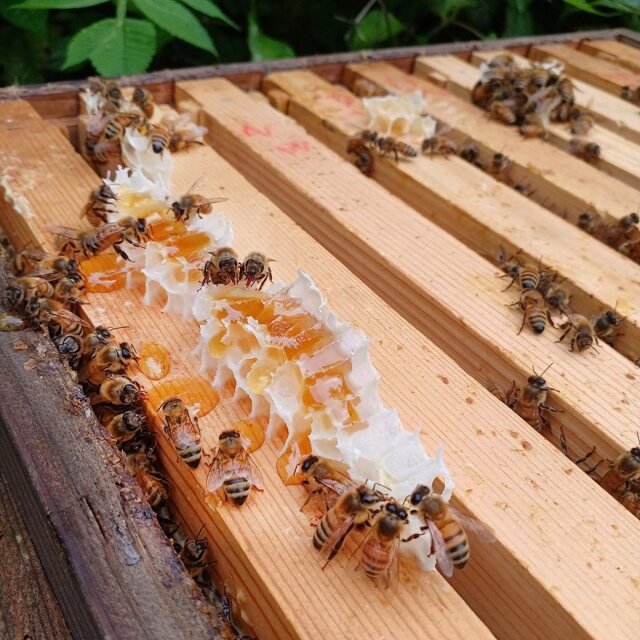 清夏の薫り　2023年産　養蜂