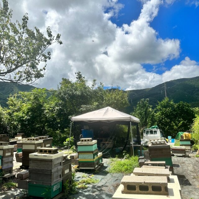 清夏の薫り　2023年産　養蜂