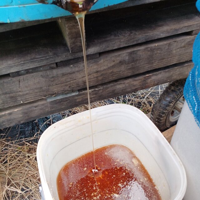 琥珀の輝き　2023年産　養蜂