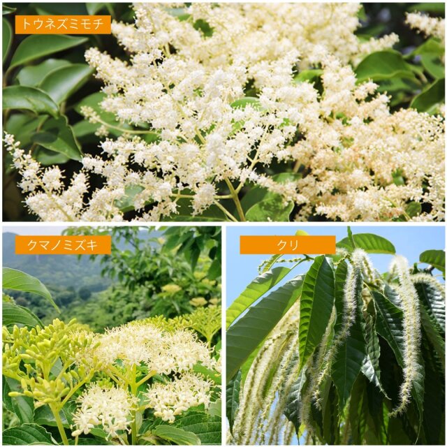 琥珀の輝き新蜜キャンペーン　2024年7月