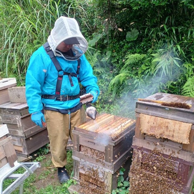 琥珀の輝き新蜜キャンペーン　2024年7月