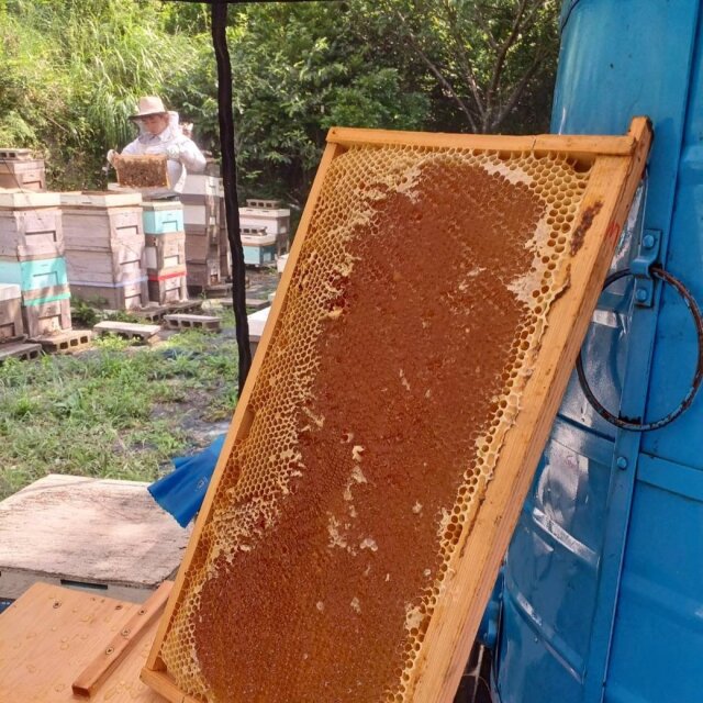 琥珀の輝き新蜜キャンペーン　2024年7月