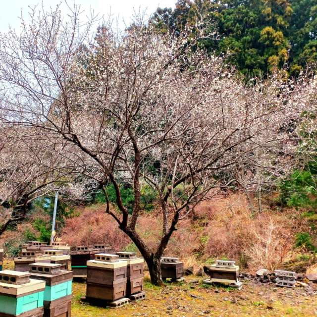 さくらの雫（瓶タイプ） みつばちのーと