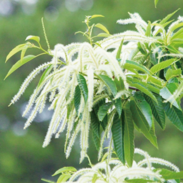 くり百花　2025年6月