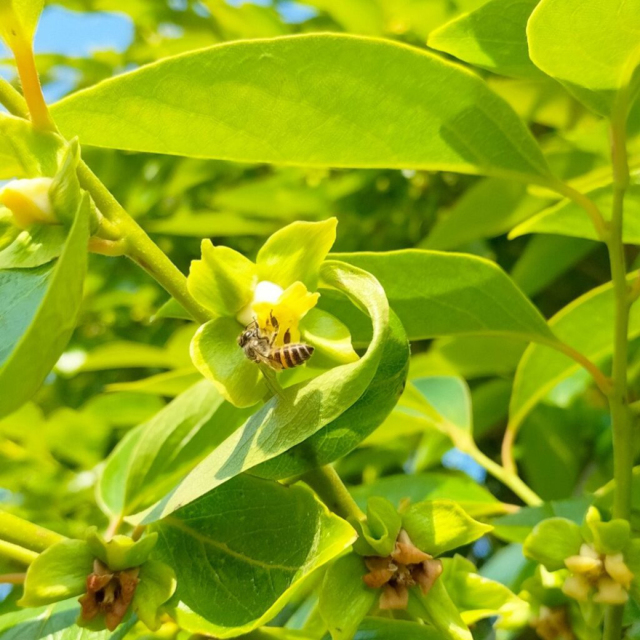 かきの花