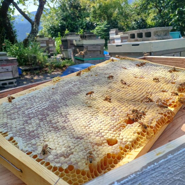 白ごまハニー
