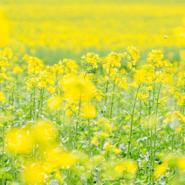 ハンガリー産百花はちみつ