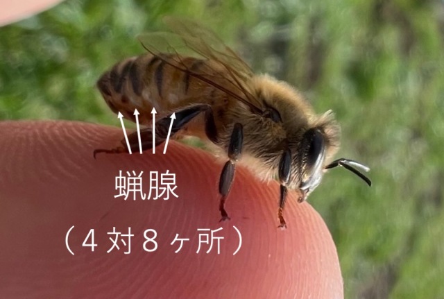 みつろう　2024年6月