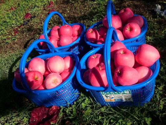 林檎のコンフィチュール