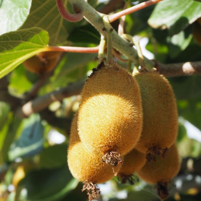 レモンとキウイのコンフィチュール