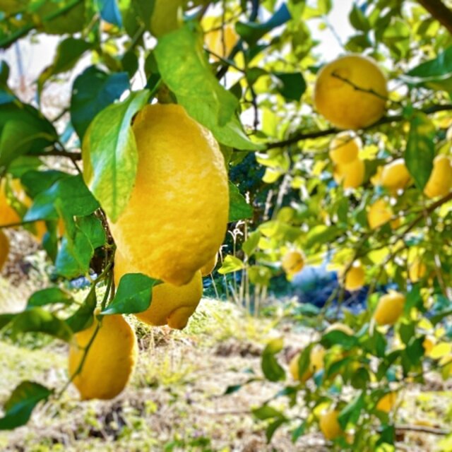 レモンとキウイのコンフィチュール