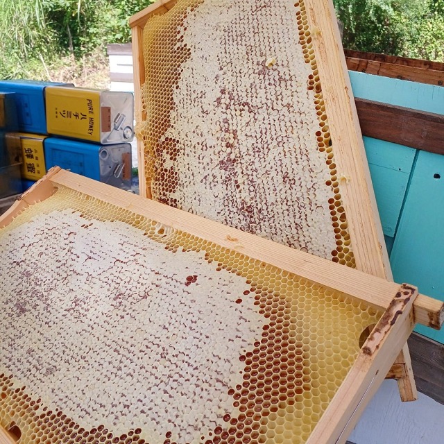 琥珀の輝き