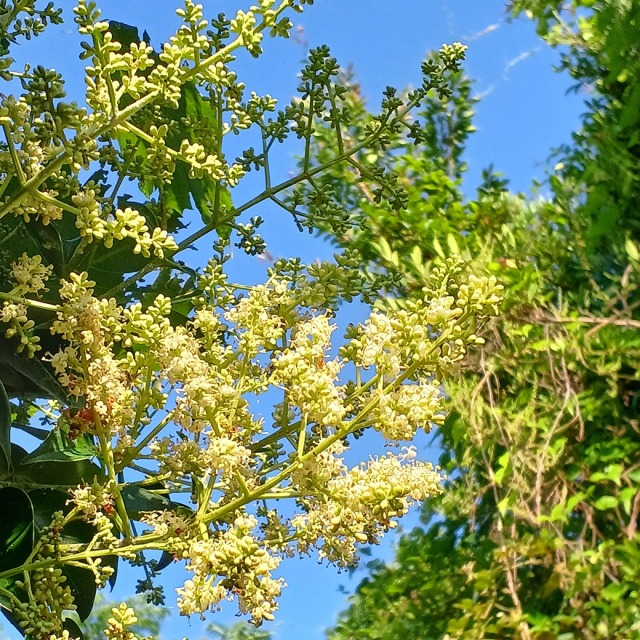 琥珀の輝き