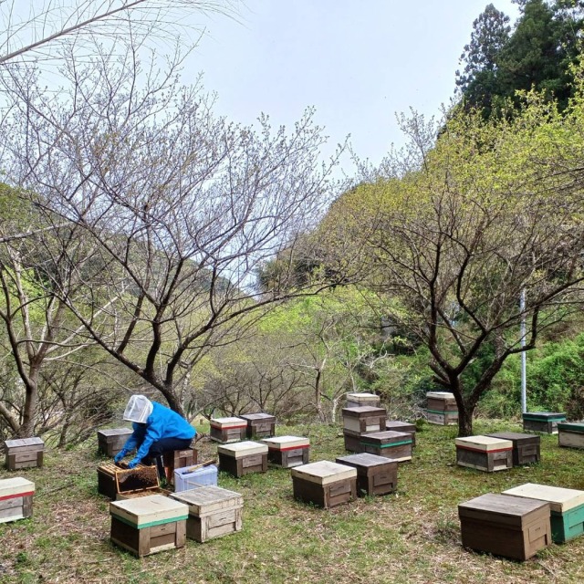 202604 モーニングハチミツフェア