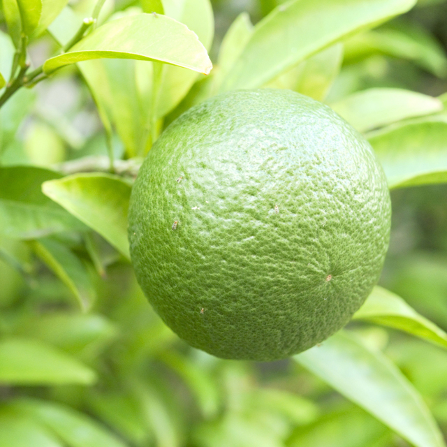 ライムとキウイのコンフィチュール