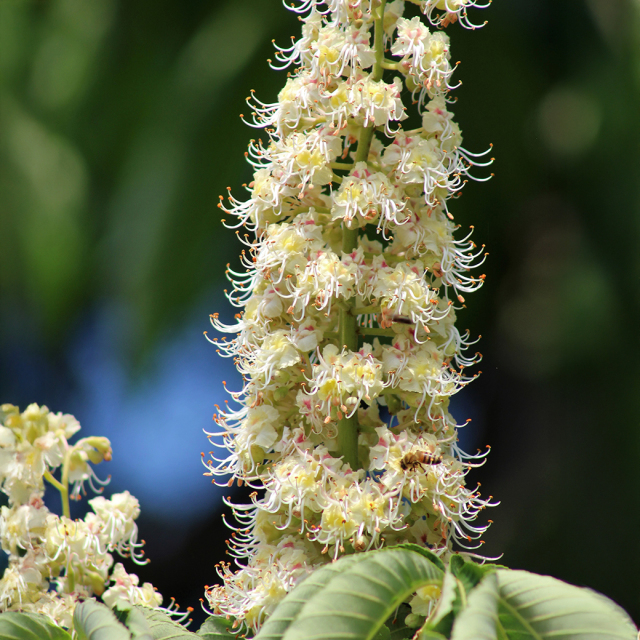 新商品】とち 瓶タイプ みつばちのーと