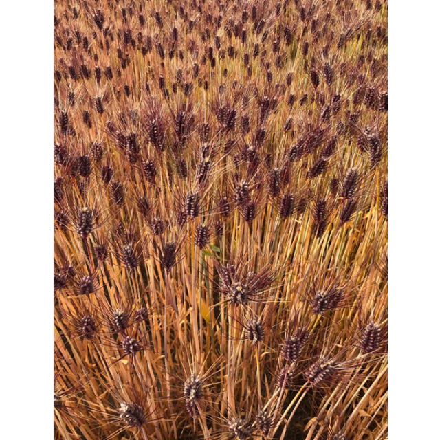 国産 讃岐もち麦 ダイシモチ　麦穂