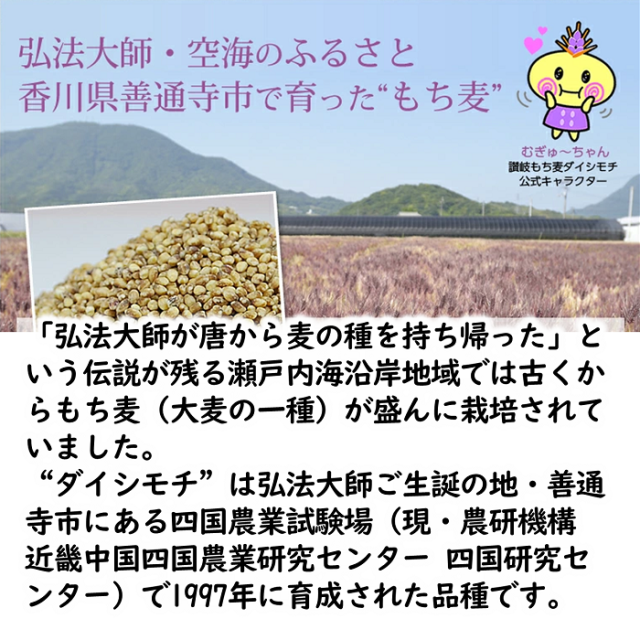 国産 讃岐もち麦 ダイシモチ　品種説明