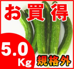 送料無料 代引手数料無料 海と大地のミネラルがたっぷり 旨味きゅうり 規格外 ５kg 旨味にこだわり抜いた野菜 お米の産直店 みずほファーミング