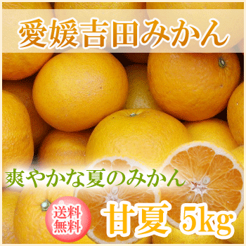 愛媛みかん・吉田みかん★爽やかな夏のみかん・甘夏5kgご家庭用【送料無料】北海道・沖縄送料負担500円　　