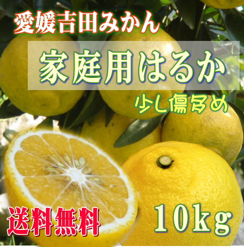 愛媛吉田みかんはるかみかん10kg　ご家庭用　傷多め　【送料無料】北海道・沖縄送料500円負担