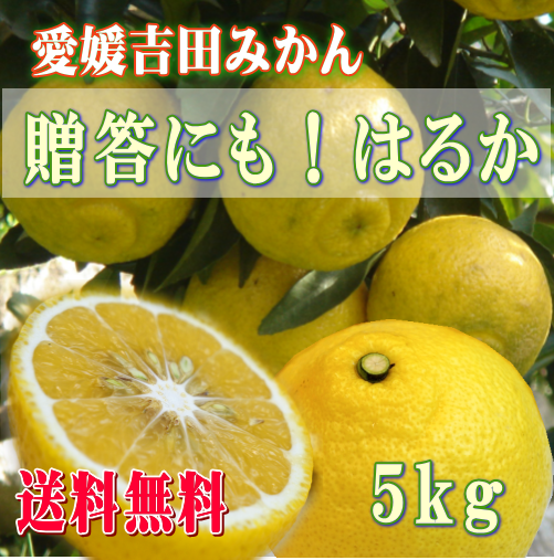 愛媛吉田みかんはるかみかん５kgおすそ分け、ご贈答にも【送料無料】北海道・沖縄送料500円負担