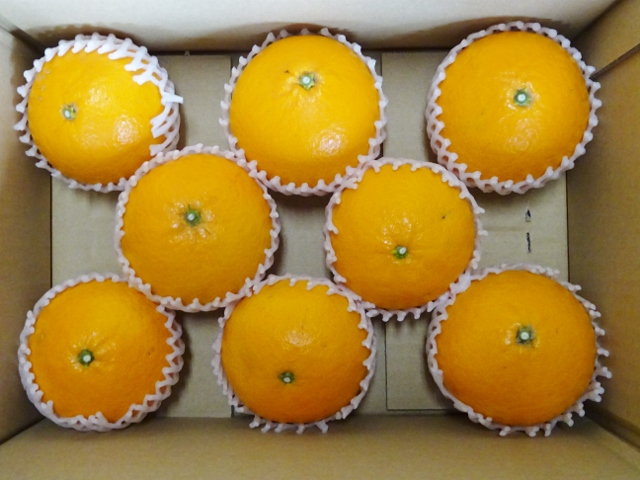 愛媛吉田みかん・清見タンゴール8個・2.5kg位　贈答にも　【送料無料】