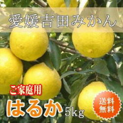 愛媛吉田みかんはるかみかん5kg・ご家庭用【送料無料】北海道・沖縄送料500円負担