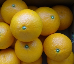 愛媛吉田みかん・清見タンゴール2kg　家庭用　【送料無料】