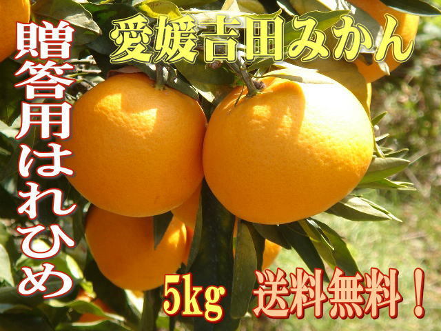 愛媛吉田みかん、希少品種の甘いはれひめ（晴れ姫）を、農家直送でお