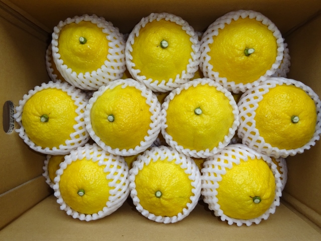 愛媛吉田みかん希少品種はるかみかん・厳選21個、約4kg【送料無料