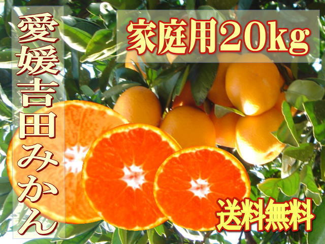 【doraemmm】サイズ2L以上のあまーい大きな温州みかん20キロ 倍量増量中！！サイズ2L以上のあまーい大きな温州みかん20キロ ｜ 果物
