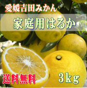 愛媛吉田みかんはるかみかん3kg・ご家庭用【送料無料】北海道・沖縄送料500円負担