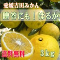 愛媛吉田みかんはるかみかん3kgおすそ分け、ご贈答にも【送料無料】北海道・沖縄送料500円負担