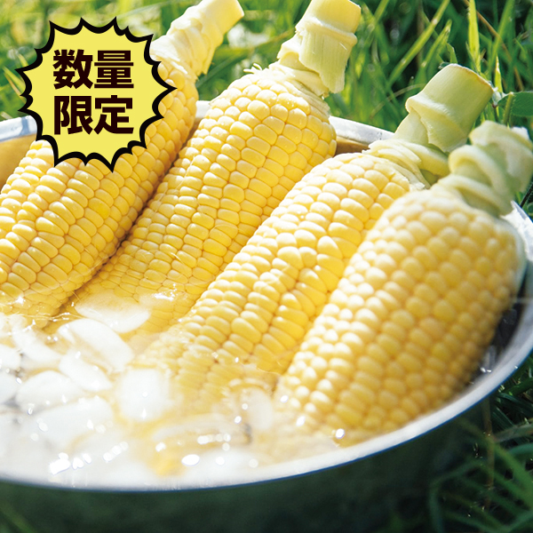 とうもろこし 数量限定
