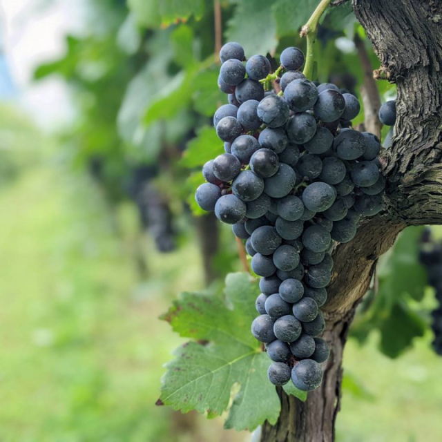 メルロ＆ブラッククイーン