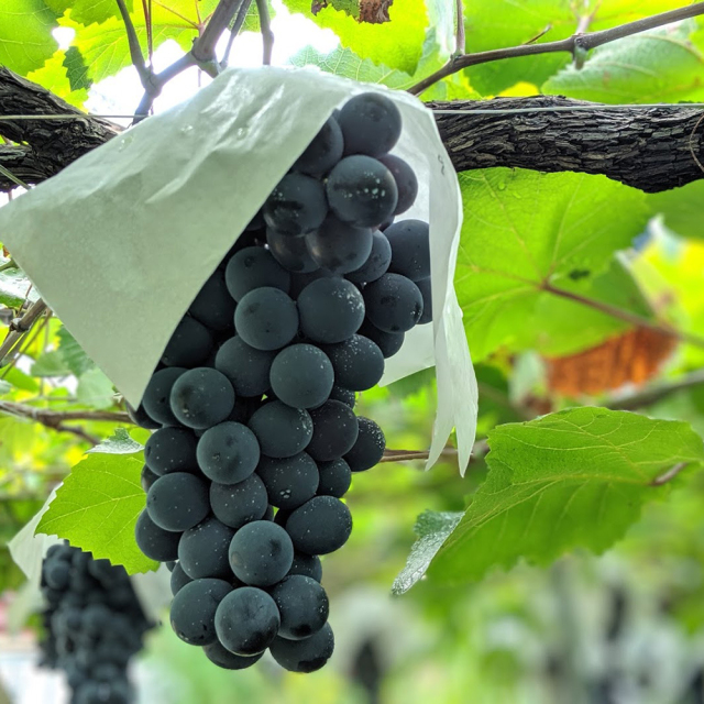 樽熟成マスカットベーリーA上屋敷2023