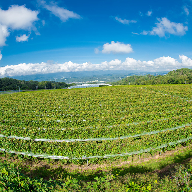 15～16世紀安南染付香合＆南蛮壺　2点セット 印花文骨壺 文化遺産オンライン