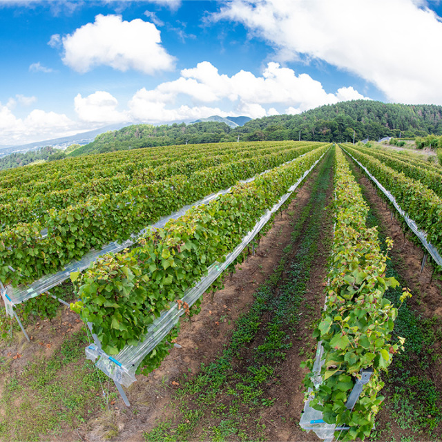 YOAKENO 天王原シャルドネスパークリング2023